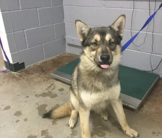 Maxine - Siberian Husky mix