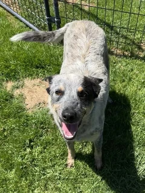 Kitana - Australian Cattle Dog