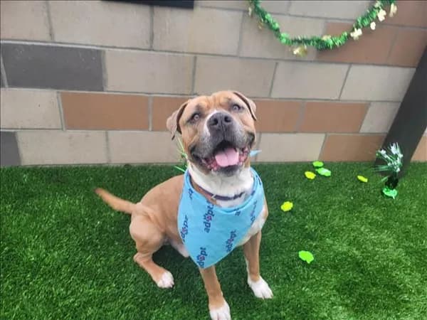 Tyson - Pit Bull Terrier