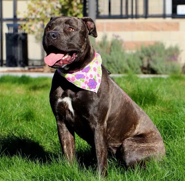 Sage - Pit Bull Terrier