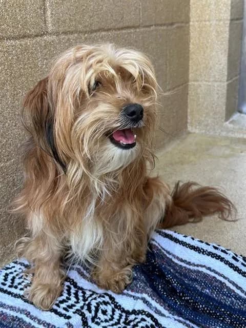 Coco - Shih Tzu mix