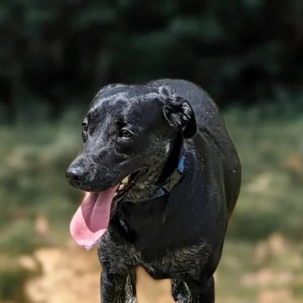 Jude - Retriever, Labrador / Weimaraner