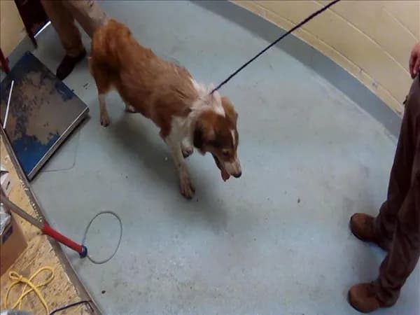 Fatbob - Australian Cattle Dog