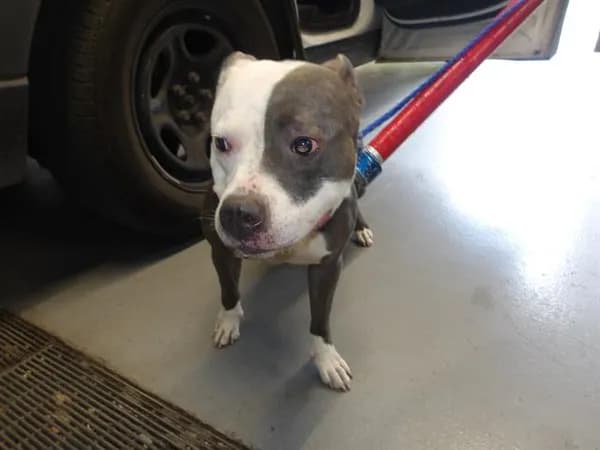 Unnamed - American Pit Bull Terrier