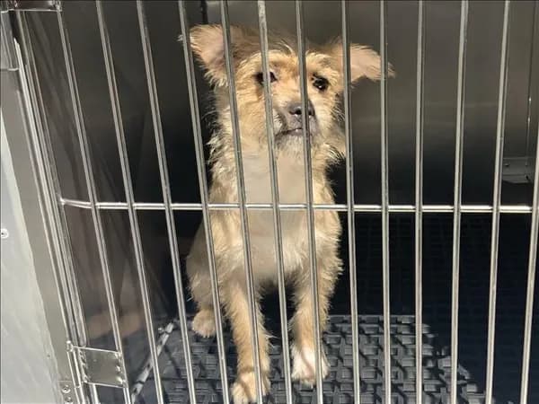Unnamed - Cairn Terrier