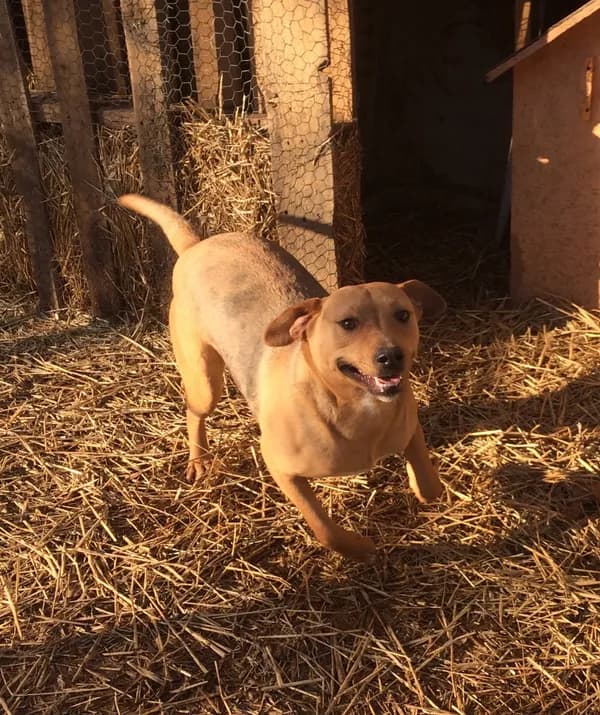 Juju Mac - Hound / Mixed (short coat)