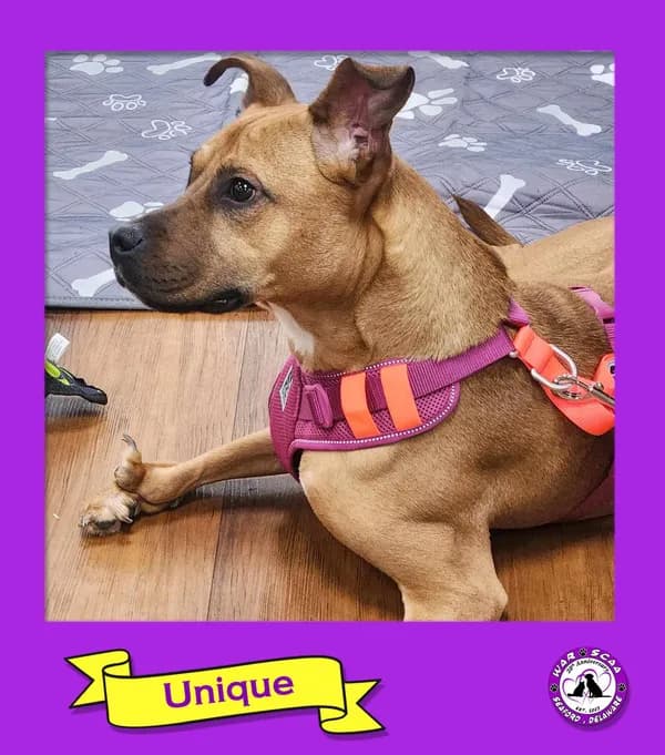 Unique - Pit Bull Terrier / Mixed (short coat)