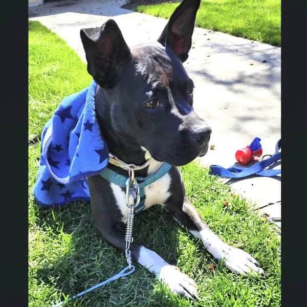 Persephone - Pit Bull Terrier / Mixed (short coat)