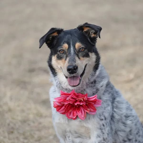 Squirrel - Australian Cattle Dog/Blue Heeler / Mixed
