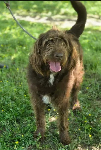 Bruno - Labrador Retriever / Poodle (Standard) / Mixed (long coat)