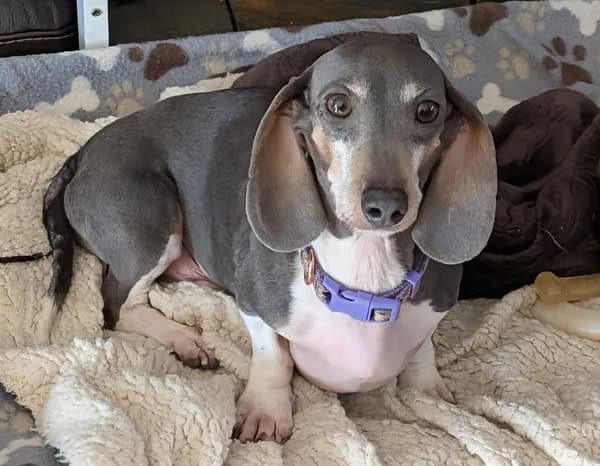 Gigi - Dachshund (short coat)