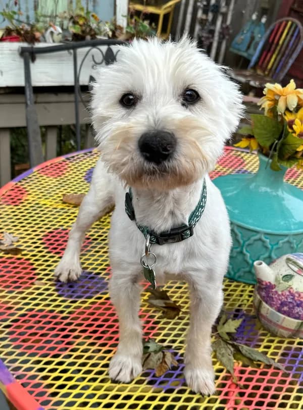 Zachary - West Highland White Terrier Westie (medium coat)